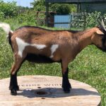 100% Myotonic (Fainting) Goat Doe