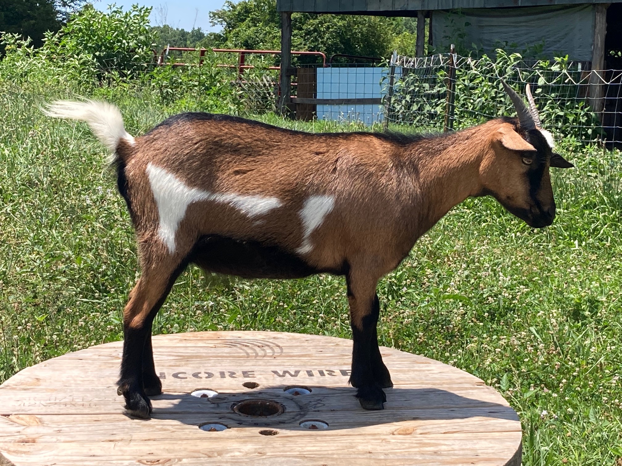 100% Myotonic (Fainting) Goat Doe