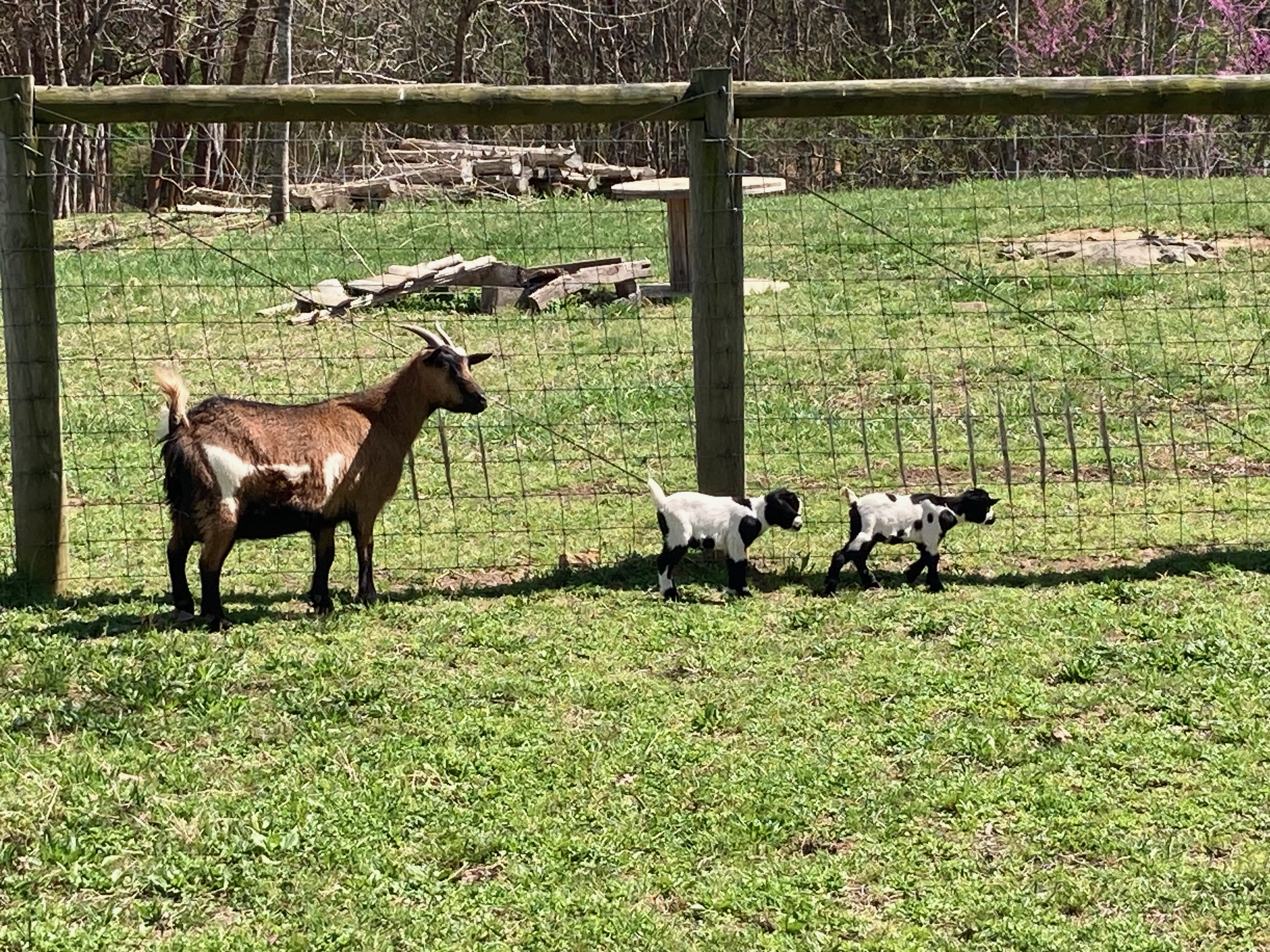 100% Myotonic (Fainting) Goat Doe