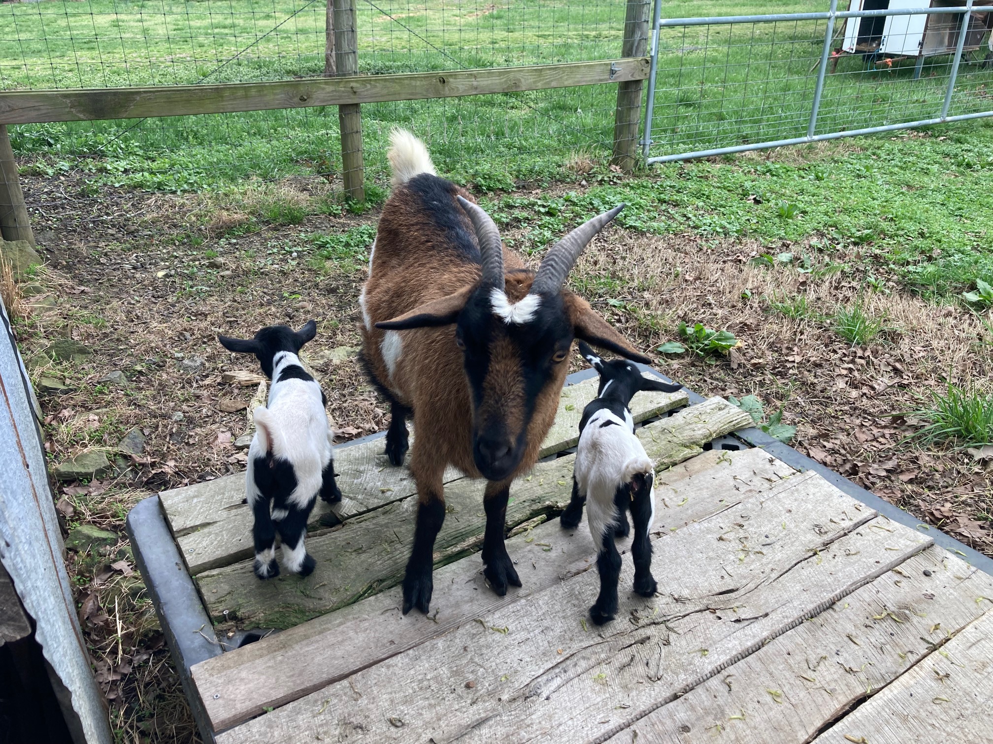 100% Myotonic (Fainting) Goat Doe