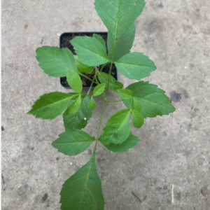Fraxinus pennsylvanica, Green Ash Tree 2-3 Feet Tall Seedling