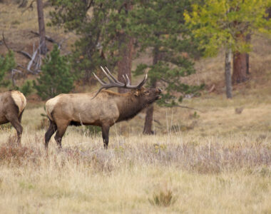 South Dakota elk
