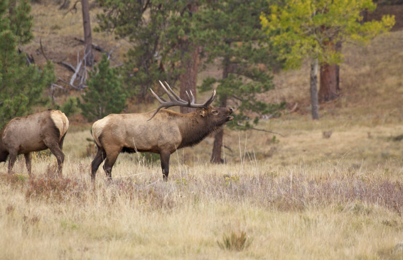 South Dakota elk