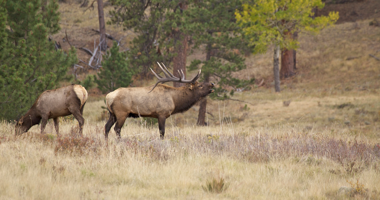 South Dakota elk