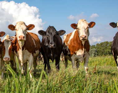 beef exports to China