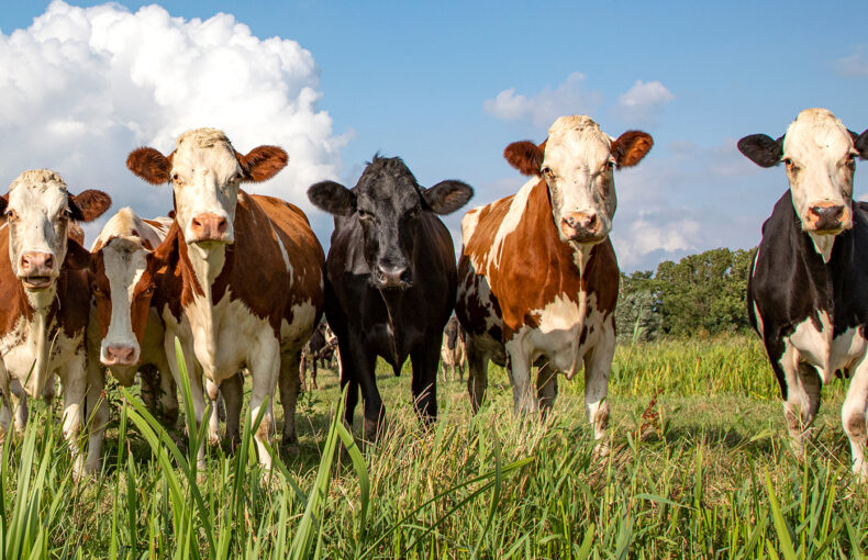 beef exports to China