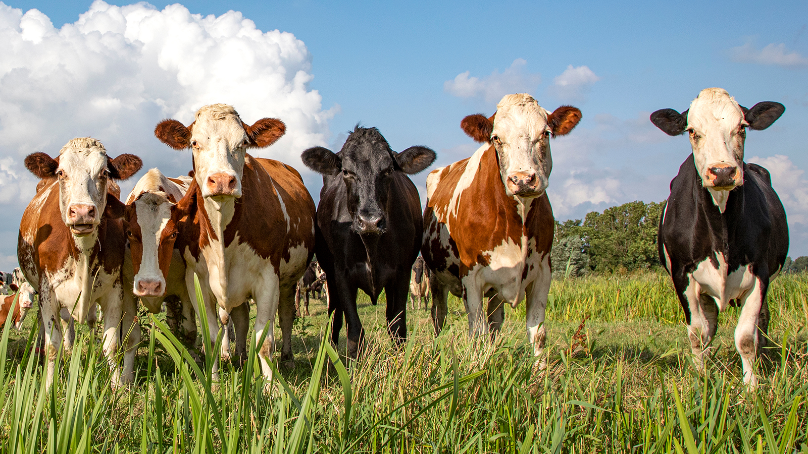 beef exports to China