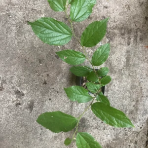 Celtis occidentalis Hackberry Tree Live Plant