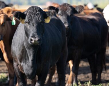 U.S. beef
