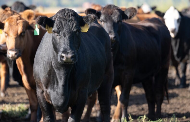 U.S. beef