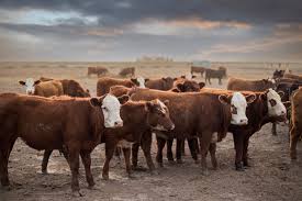 U.S. beef