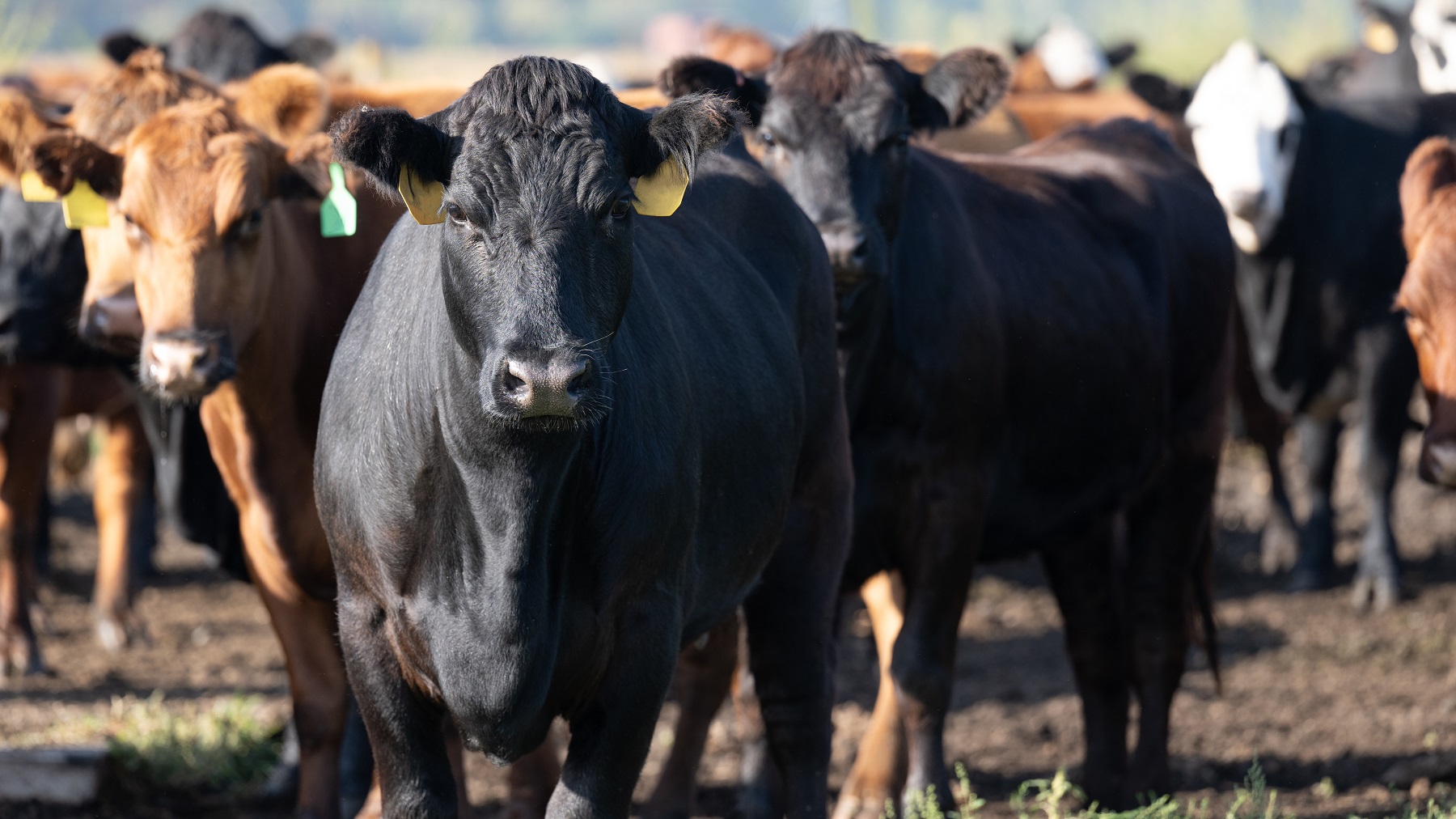 U.S. beef