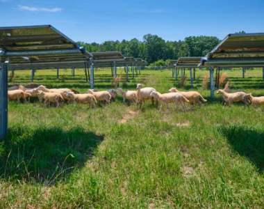 solar ranch
