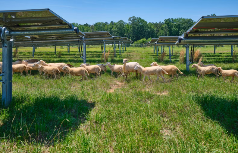 solar ranch