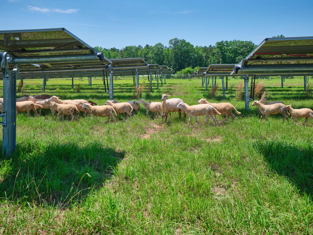 solar ranch