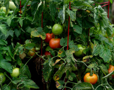 what’s in season