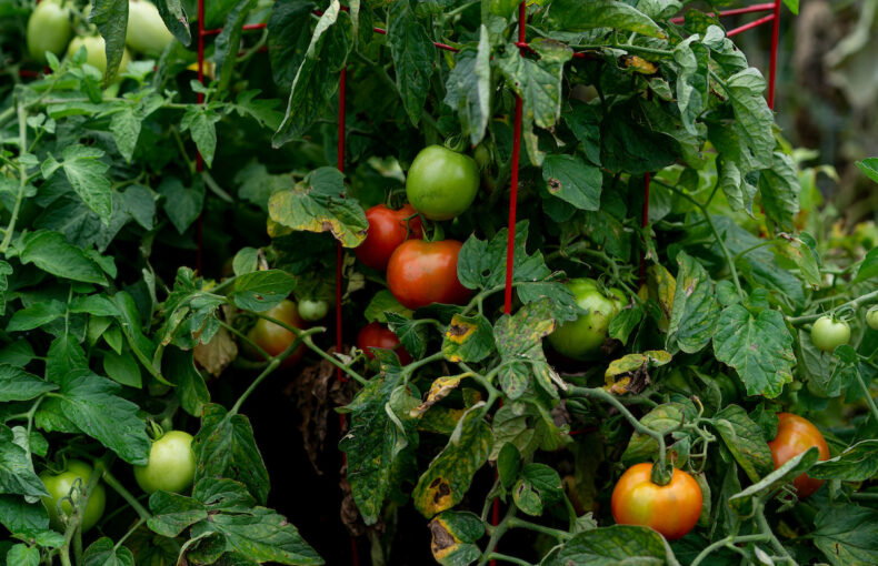 what’s in season