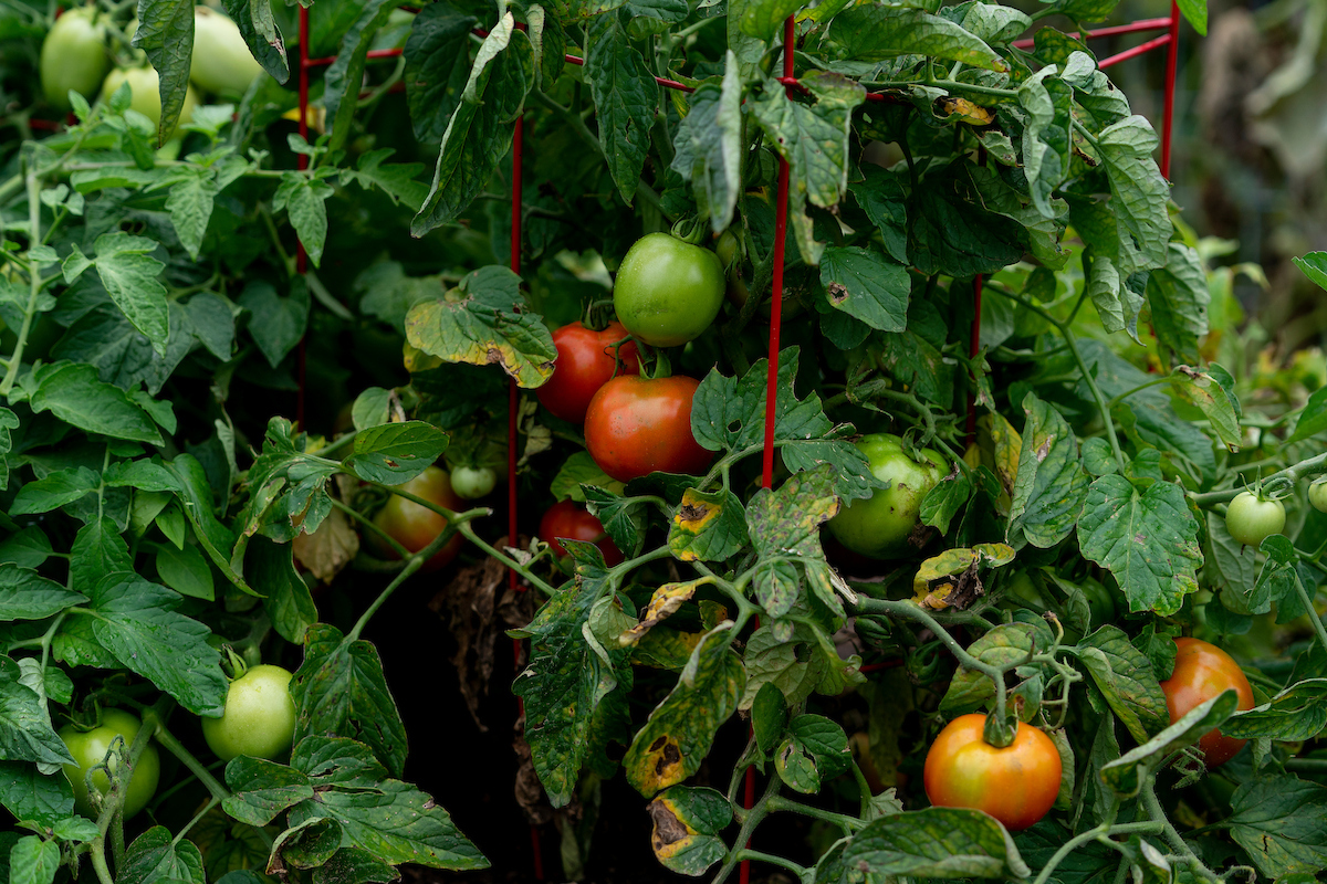 what’s in season