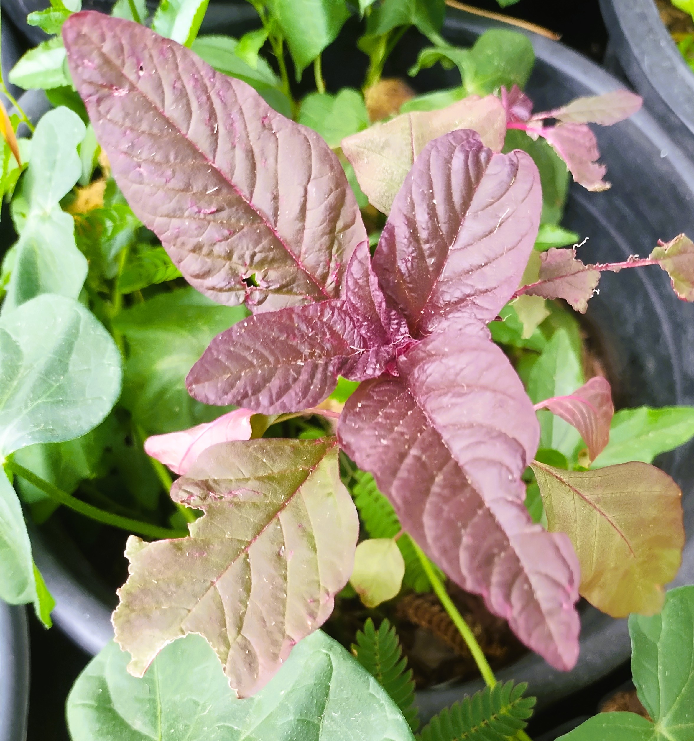 Hopi Red Dye Indian Amaranth Non GMO Heirloom Live Plant