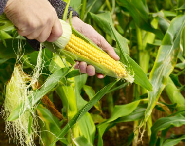 heritage crops