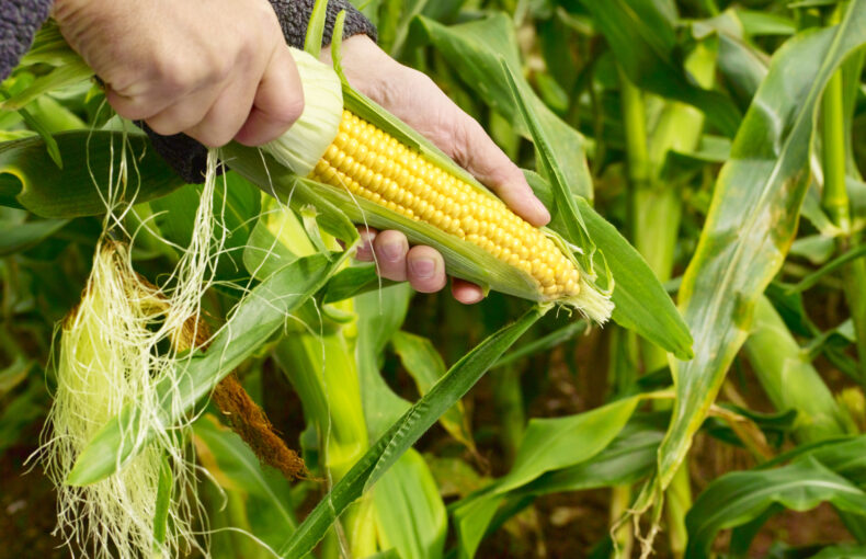 heritage crops