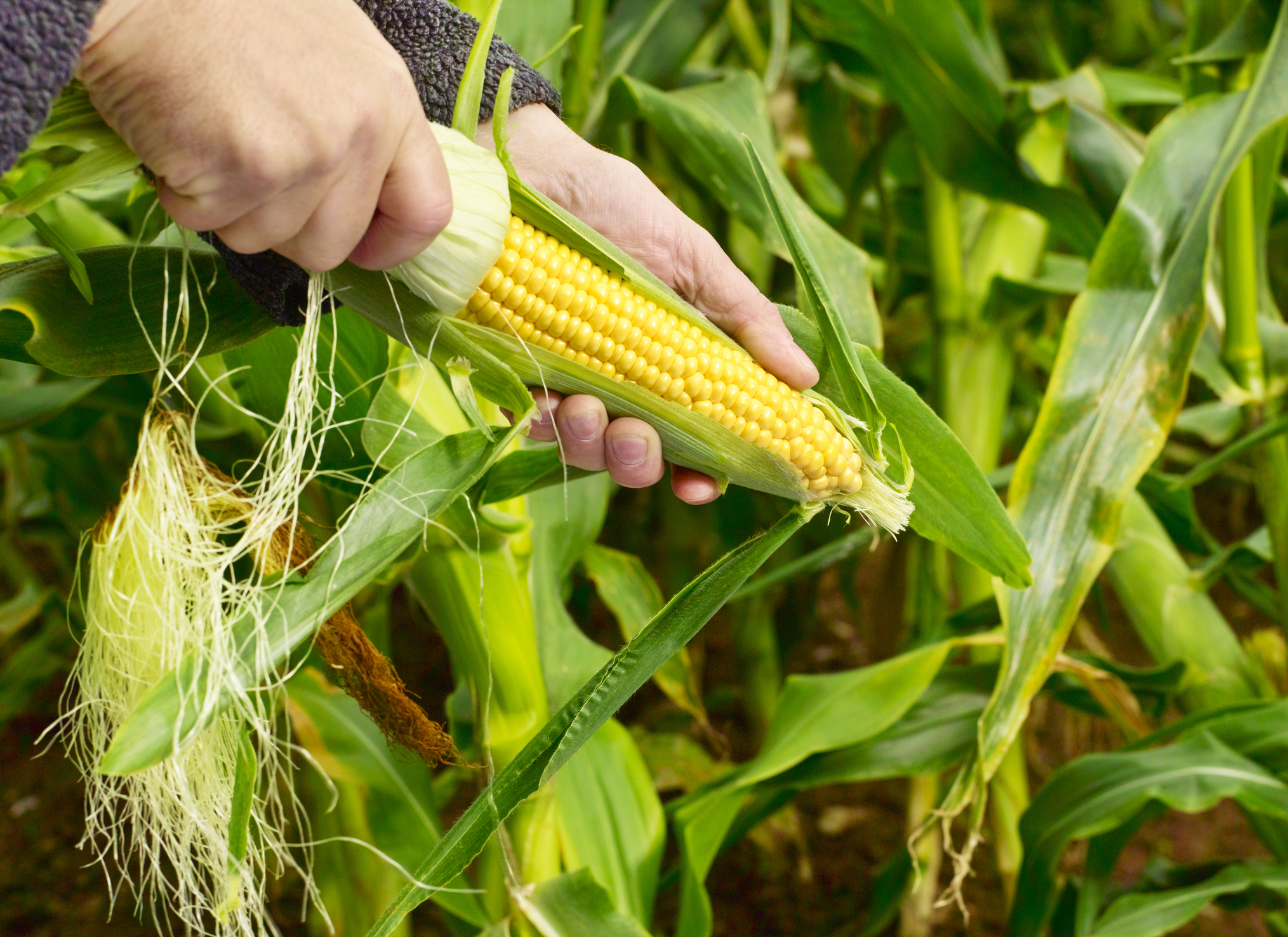 heritage crops