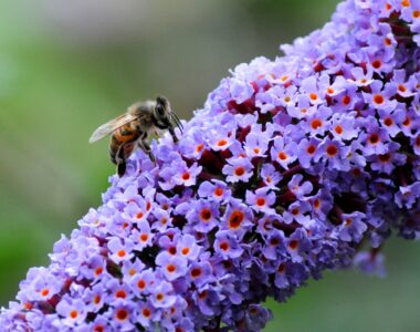 pollinator habitat