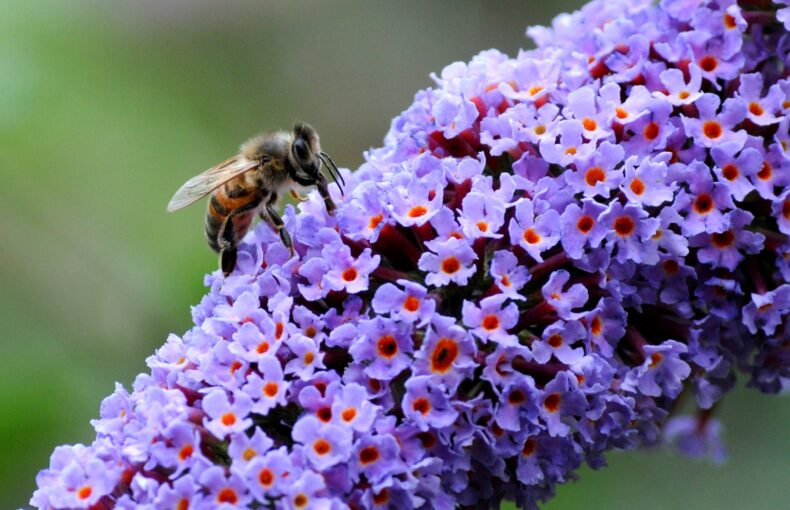 pollinator habitat
