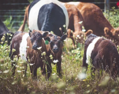 next generation farmers