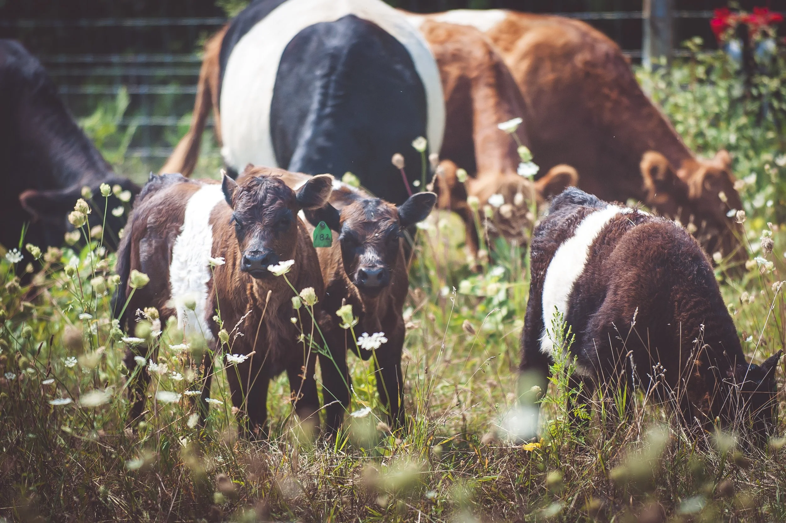 next generation farmers