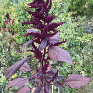 Hopi Red Dye Indian Amaranth Non GMO Heirloom Live Plant