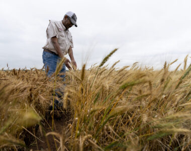 winter wheat forecast