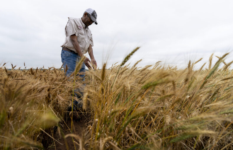 winter wheat forecast