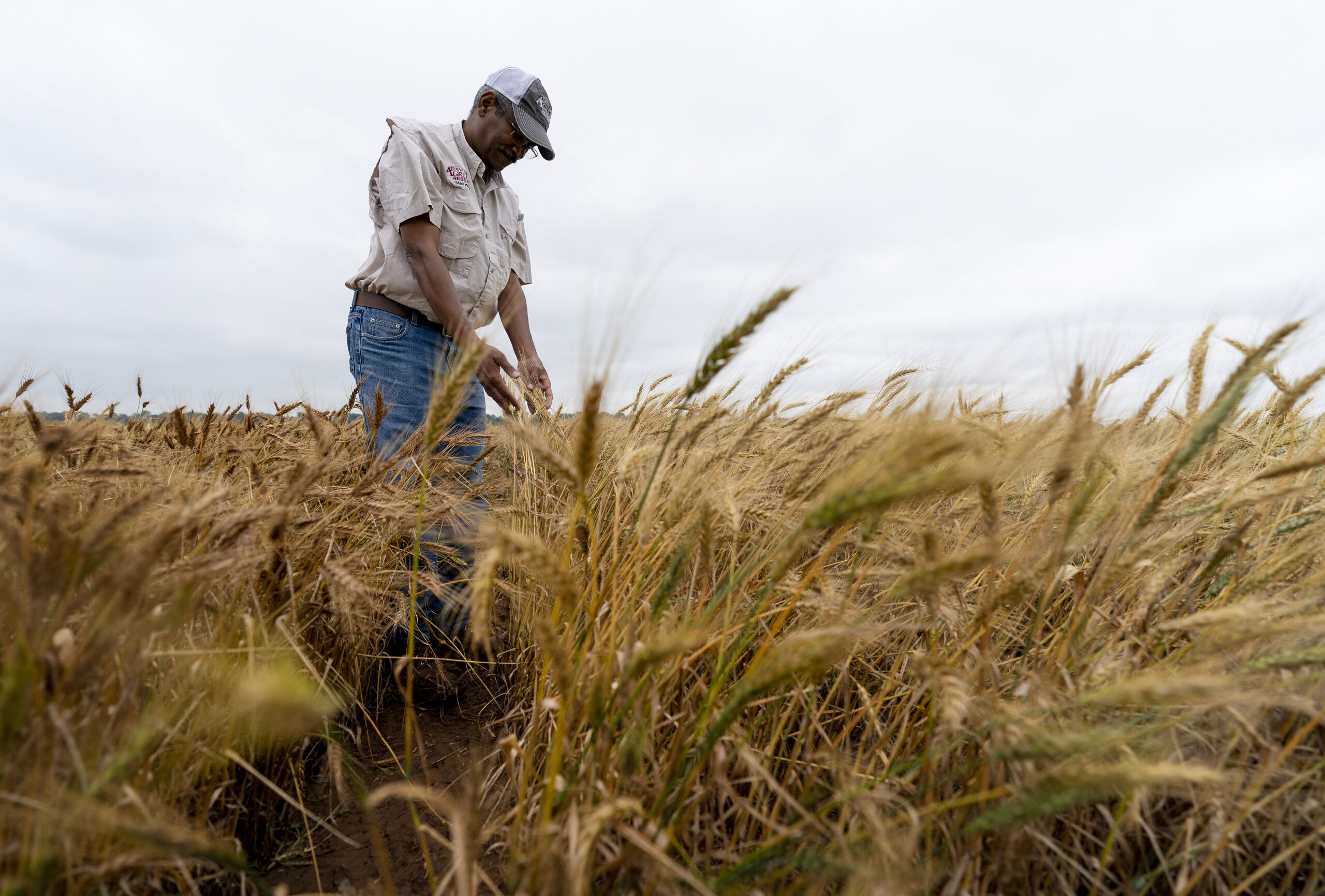 winter wheat forecast