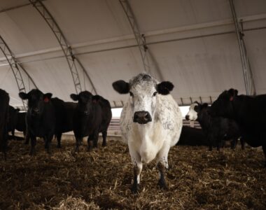 beef export report