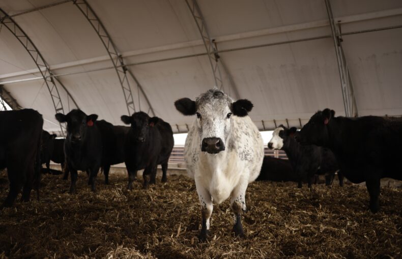 beef export report
