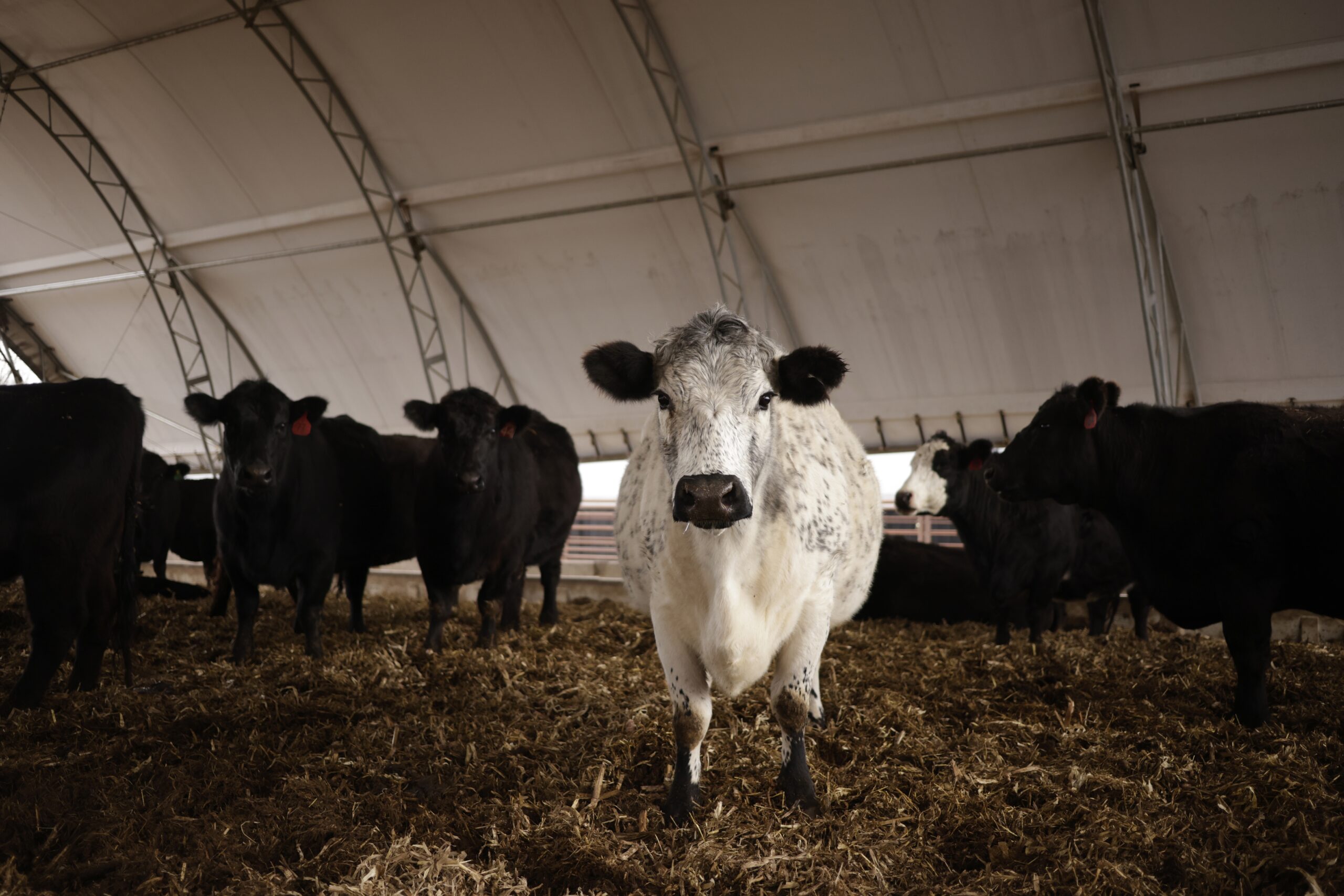beef export report