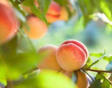 what’s in season in July