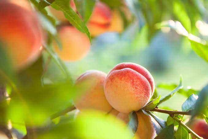what’s in season in July