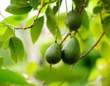 avocado inspections