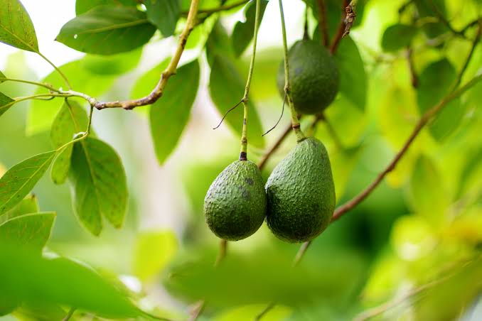 avocado inspections