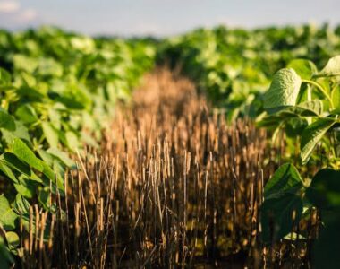 China soybean purchases