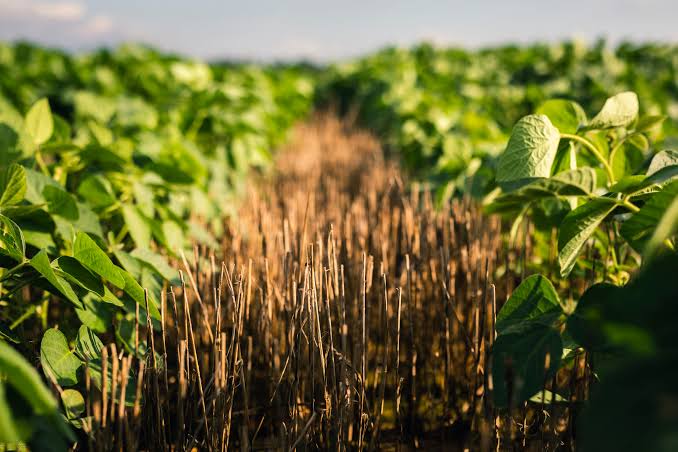China soybean purchases