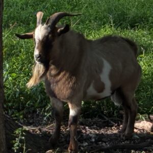100% Myotonic (Fainting) Goat Buck