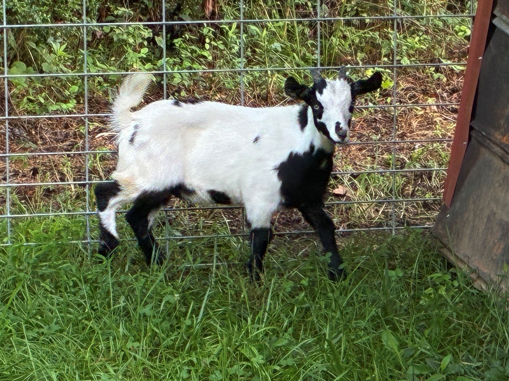 100% Myotonic (Fainting) Goat Wethered Male Kids