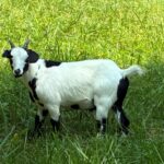 100% Myotonic (Fainting) Goat Wethered Male Kids