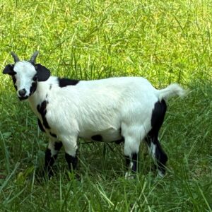 100% Myotonic (Fainting) Goat Wethered Male Kids