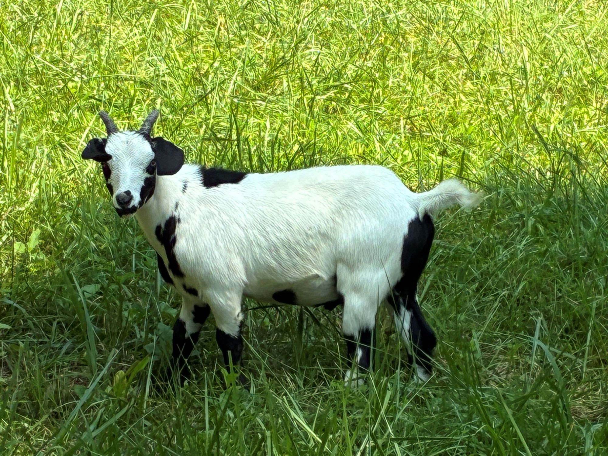 100% Myotonic (Fainting) Goat Wethered Male Kids