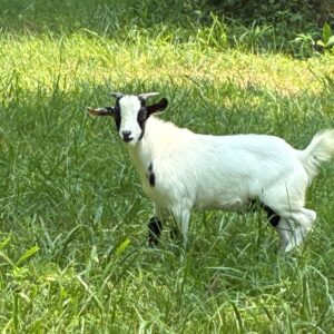 100% Myotonic (Fainting) Goat Intact Buckling