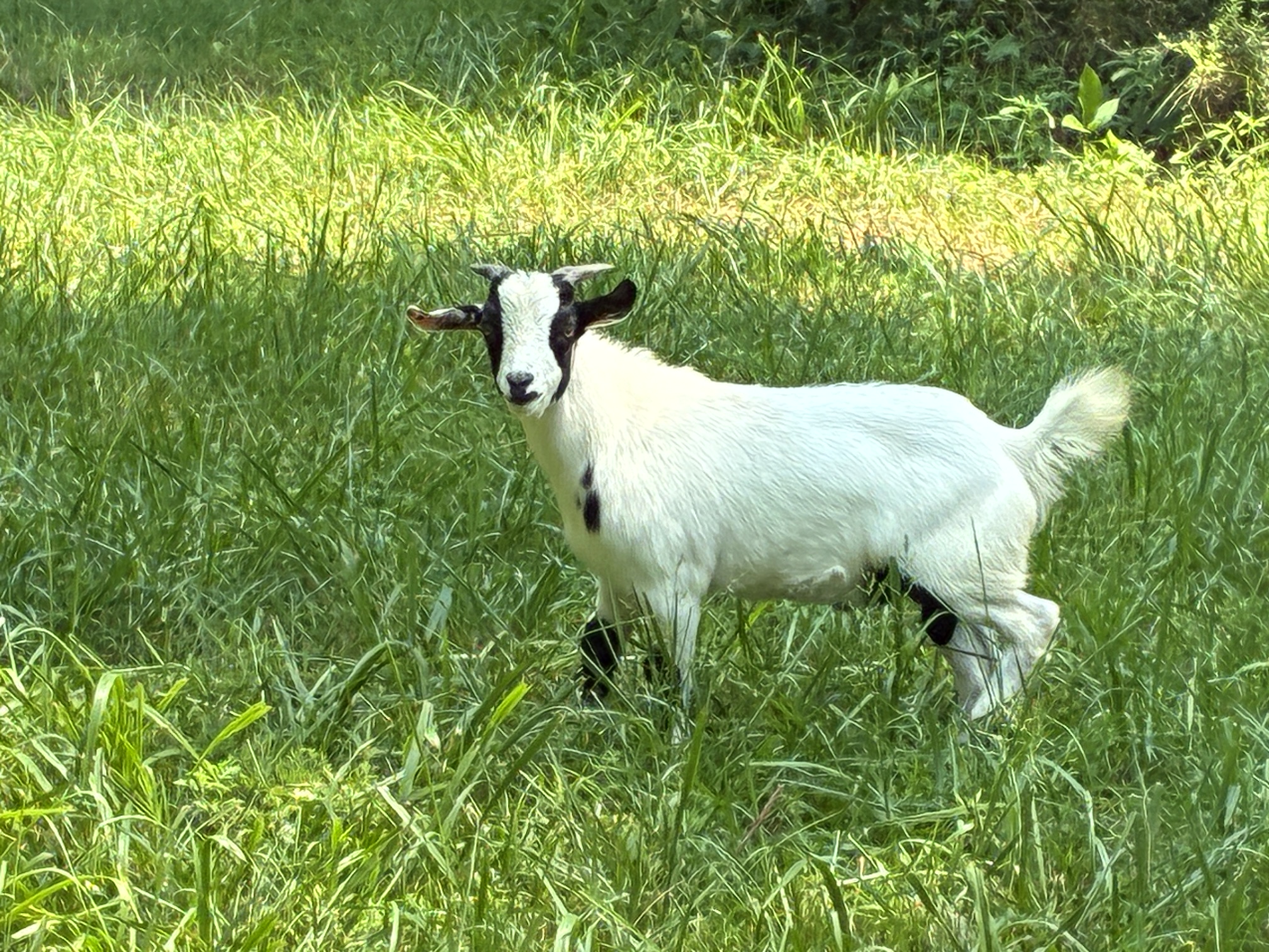 100% Myotonic (Fainting) Goat Intact Buckling